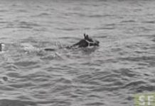 Horses and the Golden Gate Bridge blackie swims the bay