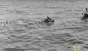 Horses and the Golden Gate Bridge