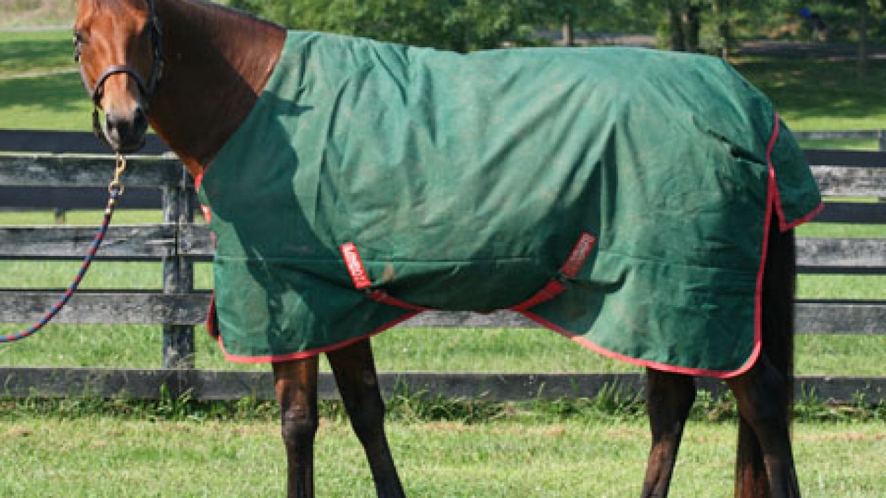 Blanket Fit - Horse Illustrated
