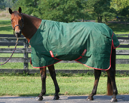 horse blanket with good fit