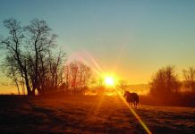 blanketed horse at sunrise