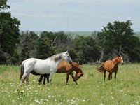 blm long term holding