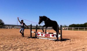 Do you have what it takes to train a rescue horse?