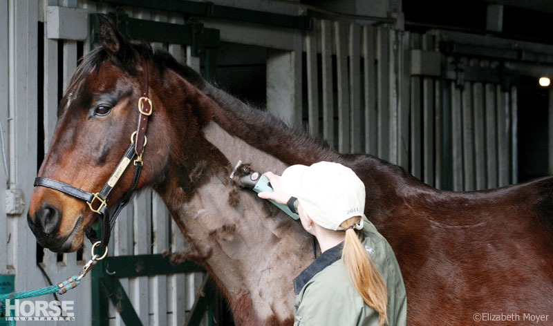 best horse clippers 2018