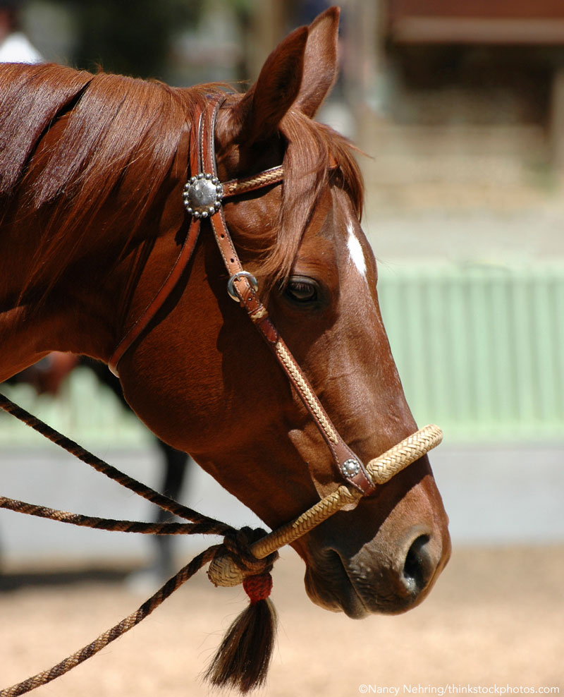 Hands-on Hackamore Training - Horse Illustrated