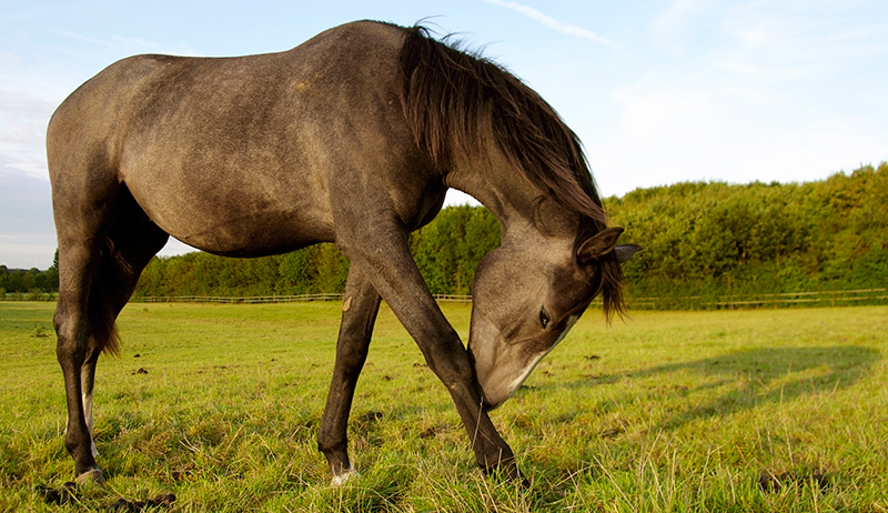 Ask the Vet: Bot Egg Removal