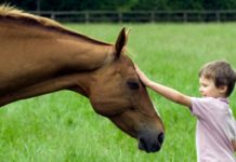 Grant money available for research on the therapeutic effects of horses boy with horse