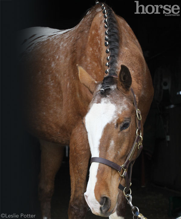 Why You Need to Tightly Secure Your Horse's Braids –