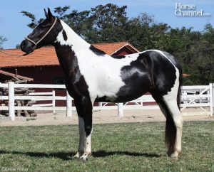 Meeting the Mangalarga Marchador