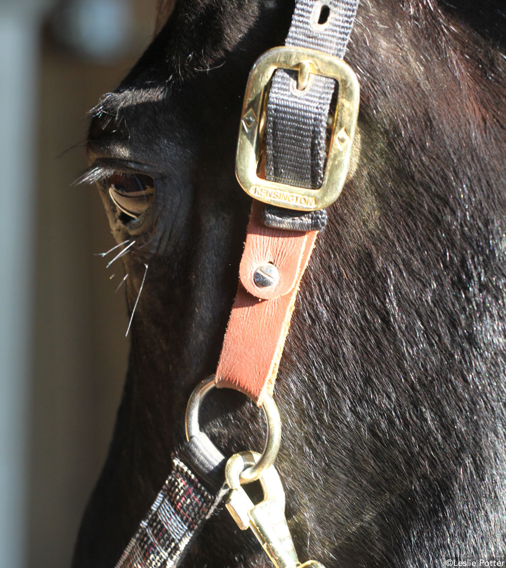 Breakaway Halter