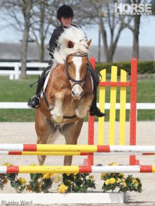 My Horse is Afraid of Jump Decorations