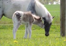 brooke davis appaloosa precious