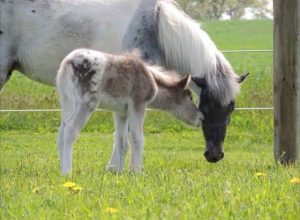 Foal Fest 2016: Your Cute Baby Pictures