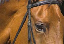The Jockey Club Forms Thoroughbred Safety Committee brown horse