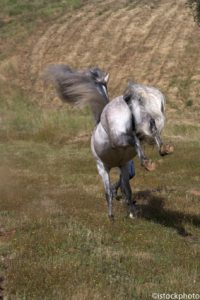 When Horses Act Dangerously