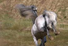 Win a Chance to ??Fix Your Horse?g bucking horse