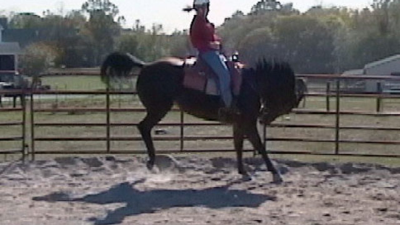 BUCK JUMPING HORSES & RIDERS W460 LUNCH TIME Playing Swap Cards 2 VINT
