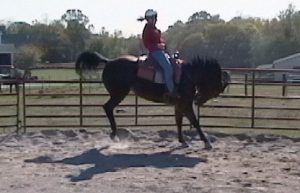 What to Do When Your Horse Starts Bucking