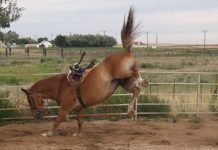 bucking horse