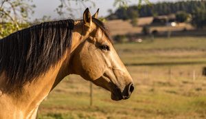 10 Fun Facts About Buckskin Horses