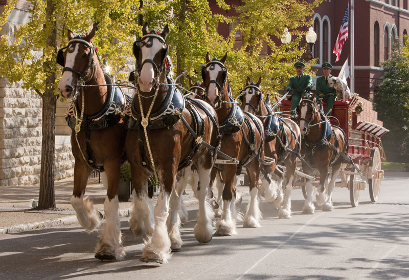 How the Budweiser Clydesdales get ready for Opening Day