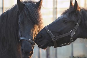 Rider Insider: Equine Mysteries