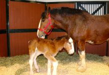 budweiser clydesdale mac