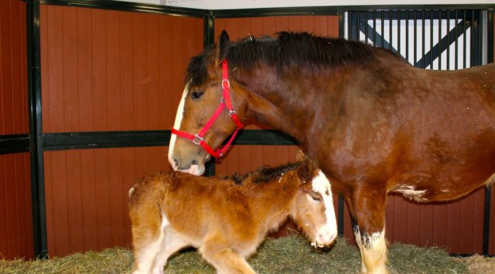 budweiser clydesdale mac