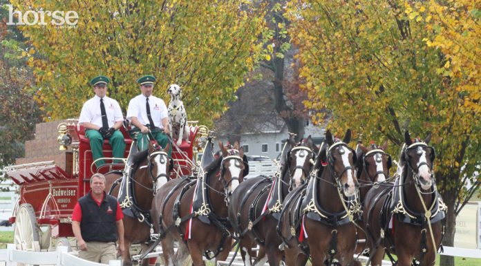 budweiser clydesdales