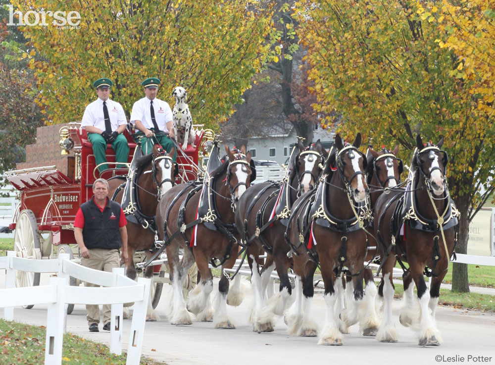 The Budweiser Clydesdales