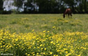 Managing Buttercups in Horse Pastures