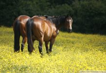 buttercups horses