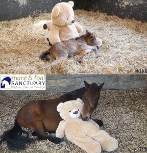 An Orphan Foal and His Teddy Bear, Reunited