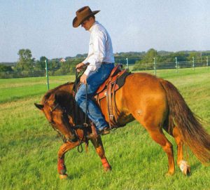 Ask the Expert: Runaway Trail Horse