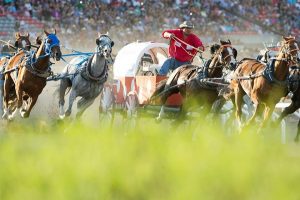 Calgary Stampede Results in Another Horse Death