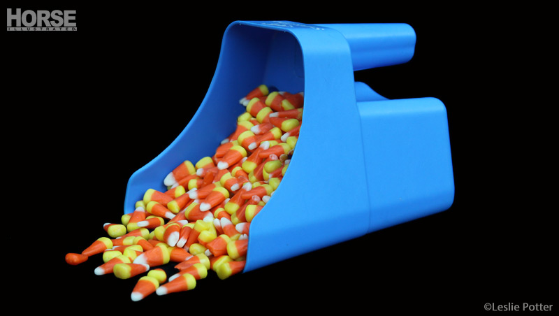 Is Halloween candy safe for horses?