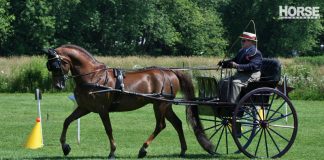 Morgan horse in a carriage competition