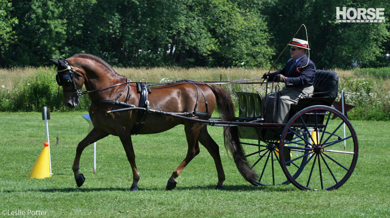 Morgan horse in a carriage competition
