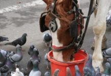 carriage horse pigeons