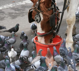 carriage horse pigeons