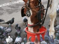 carriage horse pigeons