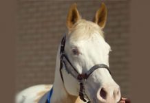 A Horse’s True Calling carrot award