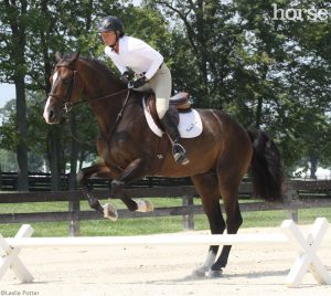 Cavalletti for Dressage and Jumping