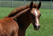chestnut arabian foal