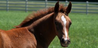 chestnut arabian foal