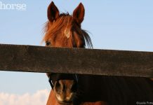 chestnut horse fence