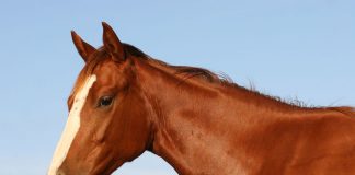 chestnut horse