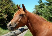 chestnut pony