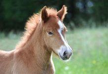 chestnut pony foal