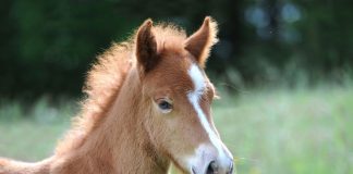 chestnut pony foal